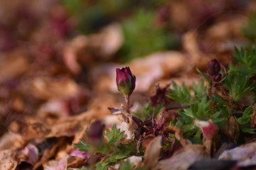 Moos-Steinbrech (Saxifraga x arendsii) - Blütenknospen