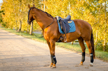 dressage horse in sunlight in beautiful autumn landscape