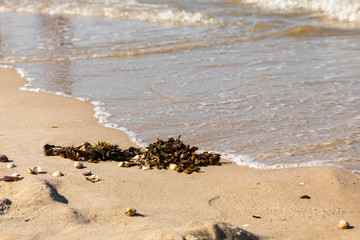 Fototapeta na wymiar seawead at beach north sea