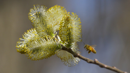 Ape che vola vicino ad un germoglio di un albero