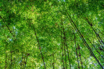 Fototapeta na wymiar Bamboo forest nature background
