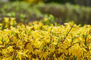 Forsythien - gelbe Frühlingsblüten unscharfer grüner Hintergrund