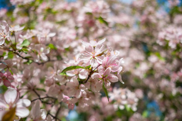 Pink cherry blossom flowers