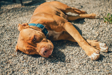 Close up male brown bulldog feeling boring and lying on the floor.