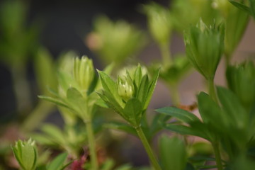 Blühender Waldmeister (Galium odoratum)