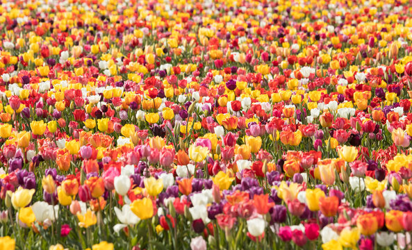 Colorful magical image of tulip field and tulip field