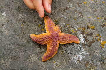 sea star