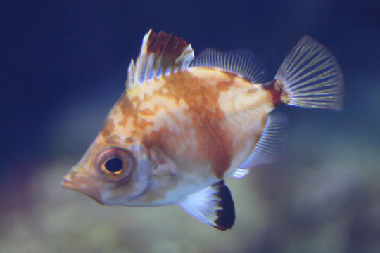 Boarfish   (Capros aper)