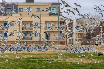 Italy, Bari, seagulls on a city lawn.