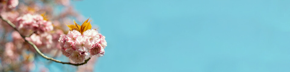 Cherry blossom blue sky banner