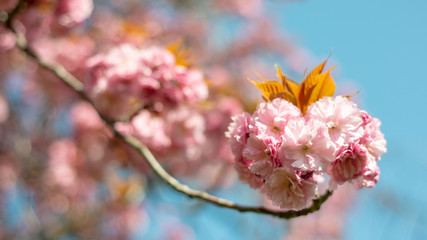 Hanami - Cherry Blossom