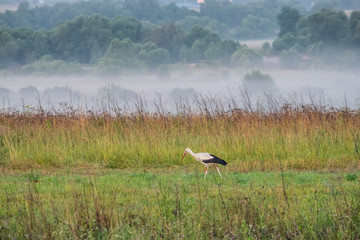 Stork on a field on a foggy morning in search of food.