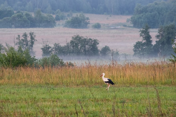 Stork on a field on a foggy morning in search of food.