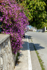 Obraz premium The plant (Lantana) grows and blooms on a spring day.