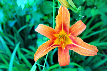 Obraz premium Tiger lily flower (Lilium bulbiferum)