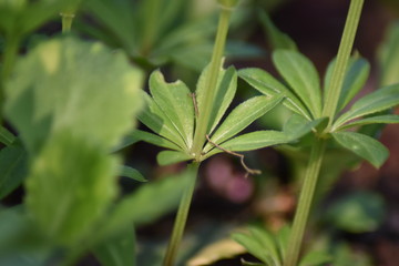 Waldmeister (Galium odoratum)