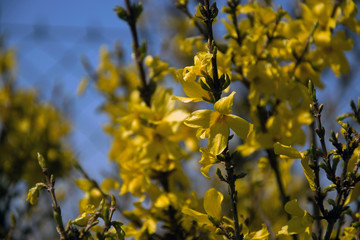 Forsythia intermedia