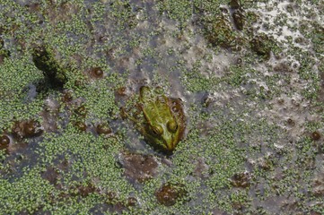 a frog floating in a pond among water lashes, spring frog mite, frog camouflage to protect against a stork