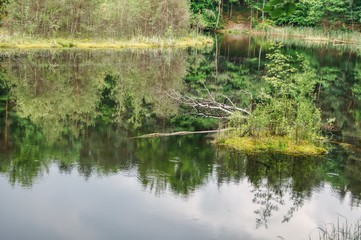 floating peat island on the lake, spring, juicy greenery