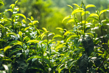 green tea Assam tea Fresh green leaves 