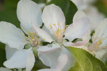 beautiful delicate pear flowers blooming in spring sunny park