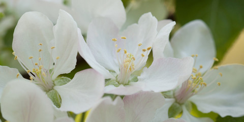 beautiful delicate pear flowers blooming in the spring garden