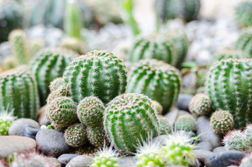 Fototapeta premium cactus and flower on garden growup many spicy
