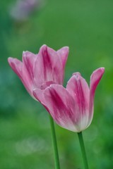 Fototapeta premium two pink tulips on a green background, a tulip as a decoration of parks, gardens and a gift for ladies