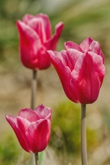 three tulips, white, pink and red on a green background, a tulip as a decoration of parks, gardens and a gift for ladies