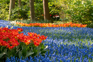 River of blue grape hyacinths muscari  interspersed with red tulips at Keukenhof Gardens, Lisse, South Holland, Netherlands. Keukenhof is known as the Garden of Europe.