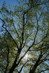 Obraz premium Frühlingsgrün, Sonnenstrählen und blauer Himmel