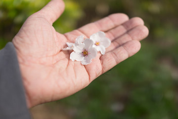 Sakura or cherry blossom flower in man hand