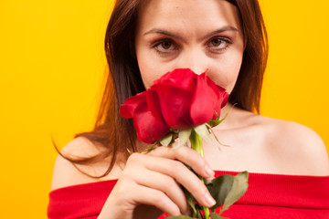 Close up portrait of beautiful smelling red roses and looking at the camera over yellow background