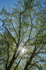 Frühlingsgrün, Sonnenstrählen und blauer Himmel
