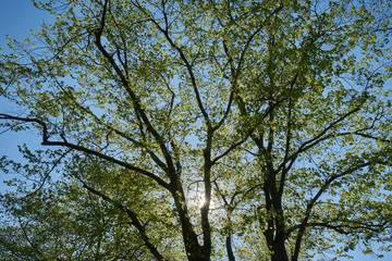Frühlingsgrün, Sonnenstrählen und blauer Himmel