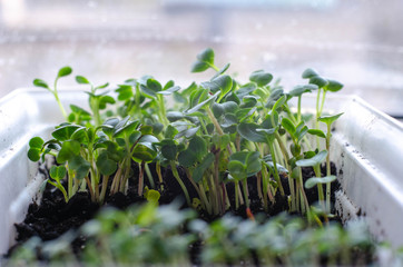 Different types of microgreens. Healthy eating concept of fresh garden produce organically grown, symbol of health. Vitamins from nature.