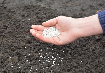 Farmer hand with fertilizer for better growing plants in the garden