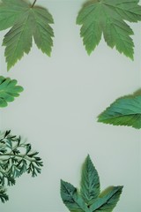 green leaves background