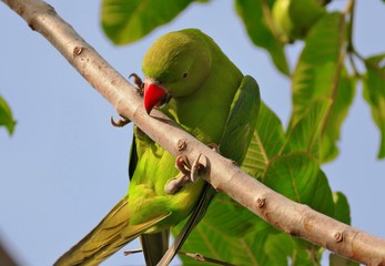 parrot on a branch