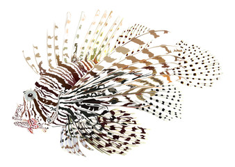 Flower Fish