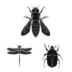 Vector design of insect and fly sign. Collection of insect and element stock symbol for web.