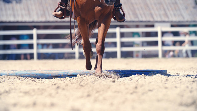 Horse walk over obstacle in riding arena