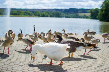 Group, team or paddling of ducks and gooses on the floor of a park with a pool and fountain at the...