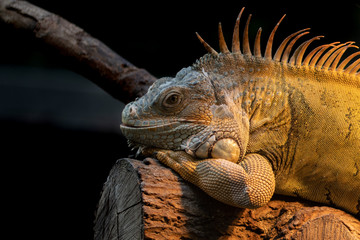 Resting iguana