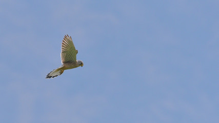 Gheppio in volo in cerca di una preda, che osserva