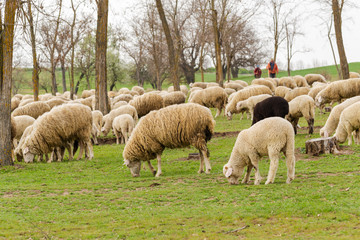 Obraz na płótnie Canvas A herd of goats and sheep. Animals graze in the meadow. Mountain pastures of Europe.