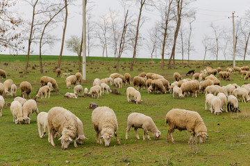 A herd of goats and sheep.  Animals graze in the meadow. Mountain pastures of Europe.