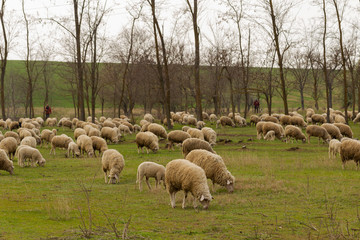 Fototapeta premium A herd of goats and sheep. Animals graze in the meadow. Mountain pastures of Europe.