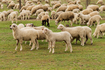 A herd of goats and sheep.  Animals graze in the meadow. Mountain pastures of Europe.