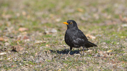 Maschio di merlo posato sul prato